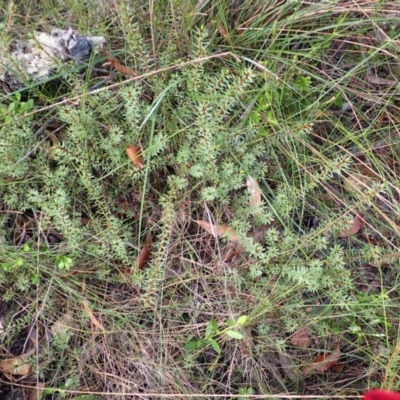 Pultenaea aristata