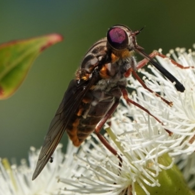 Pelecorhynchus sp. (genus)