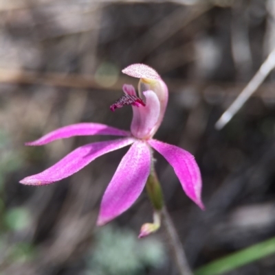 Caladenia congesta