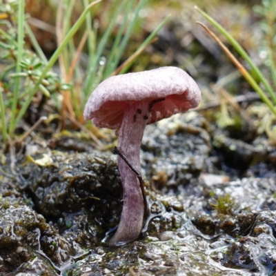 Inocybe violaceocaulis