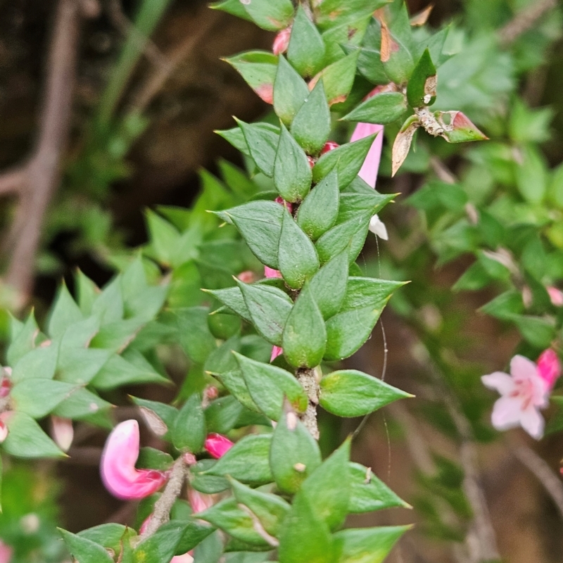 Epacris reclinata