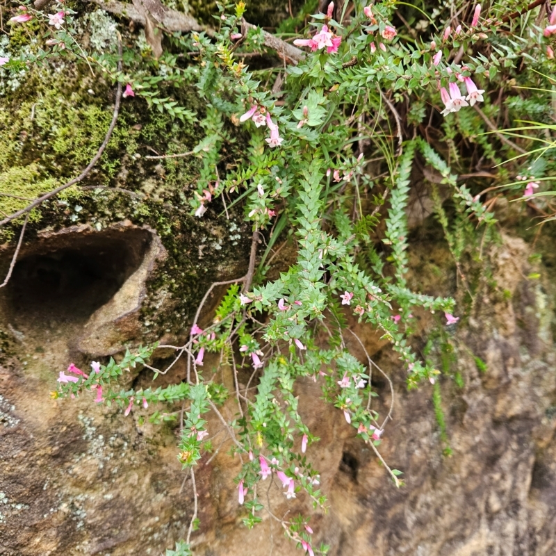 Epacris reclinata