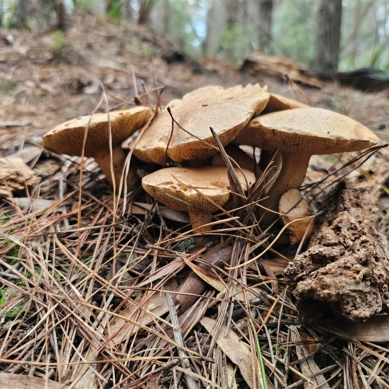 Suillus bovinus