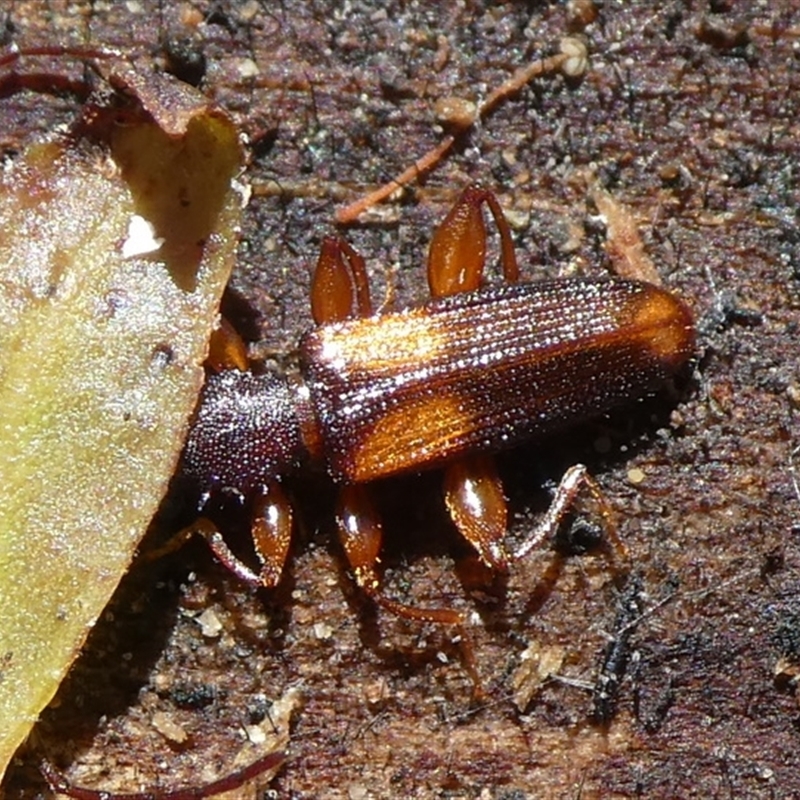 Macrohyliota militaris