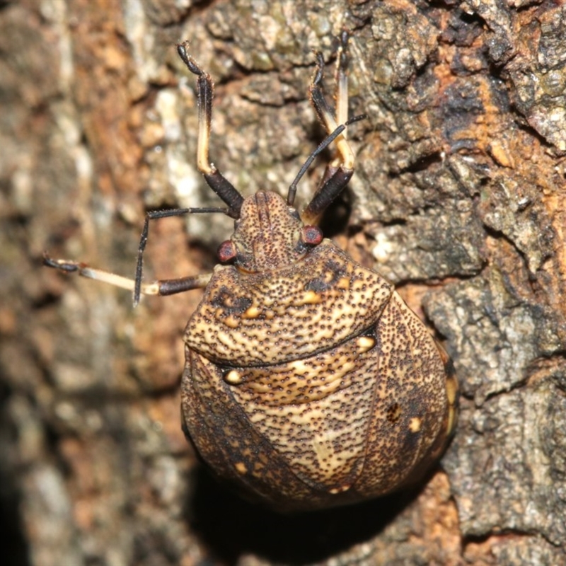 Platycoris sp. (genus)