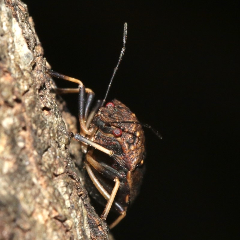 Platycoris sp. (genus)