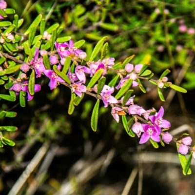 Boronia glabra