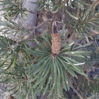 Banksia littoralis