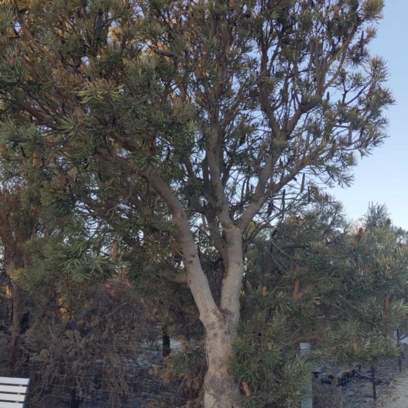 Banksia littoralis