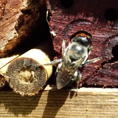 Megachile erythropyga (A resin bee)