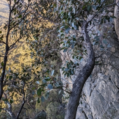 Eucalyptus serraensis subsp. serraensis