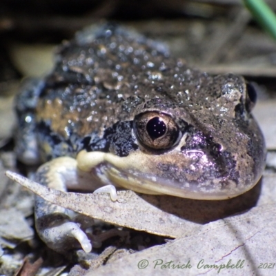 Limnodynastes superciliaris