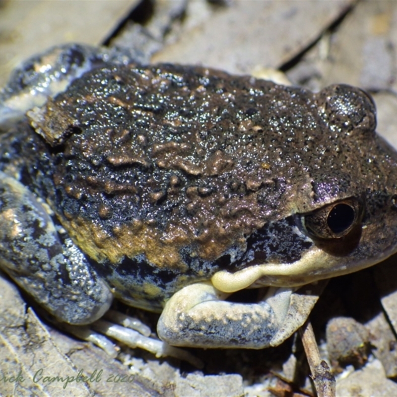 Limnodynastes superciliaris