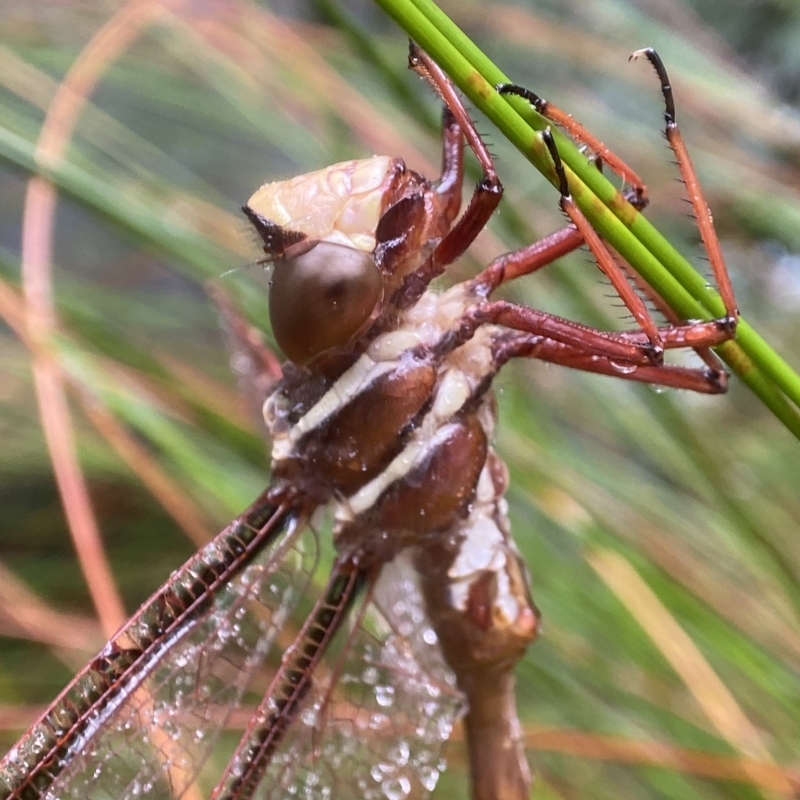 Austrophlebia costalis