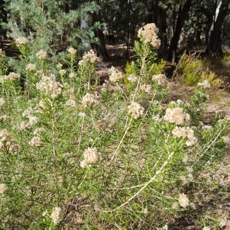 Cassinia complanata