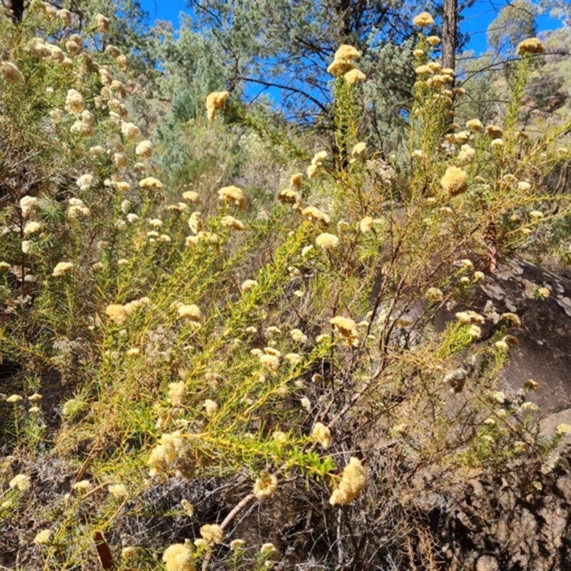 Cassinia complanata