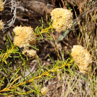 Cassinia complanata