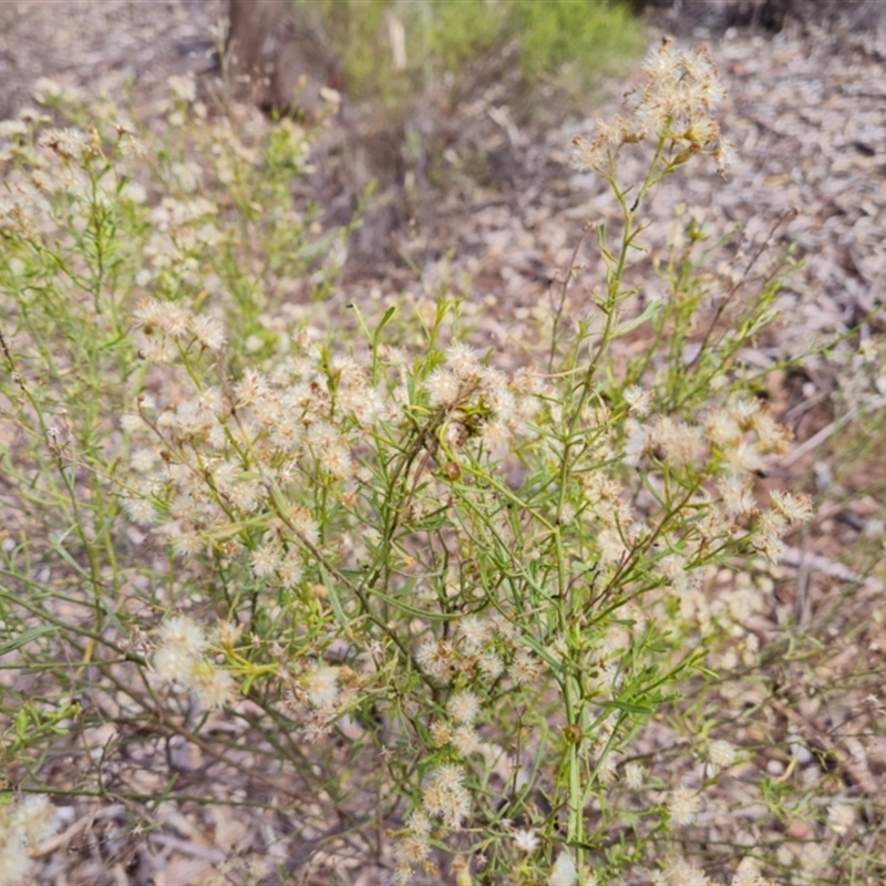 Olearia decurrens