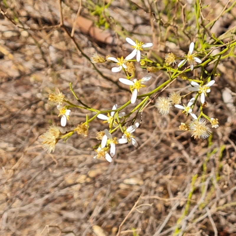 Olearia decurrens