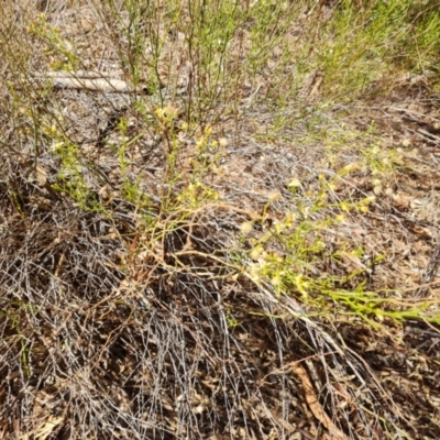 Olearia decurrens