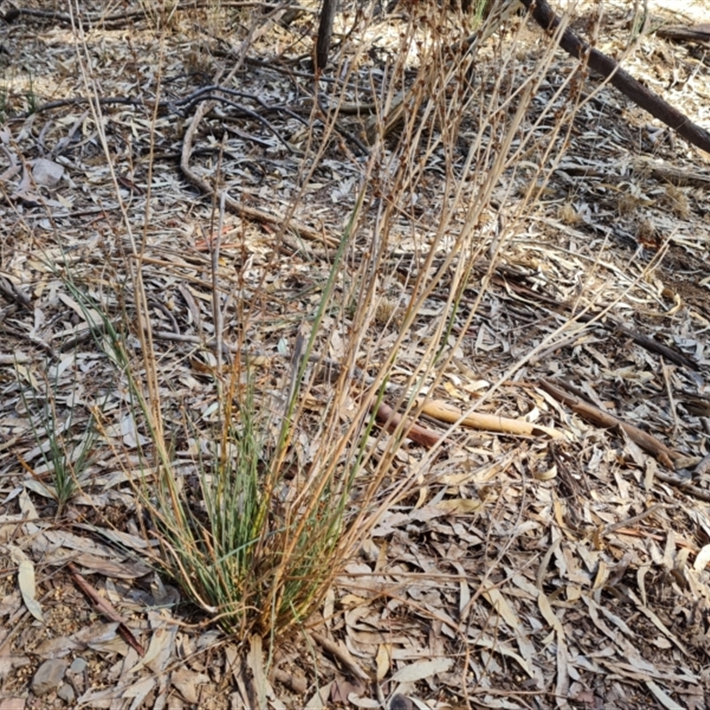 Bulbine alata