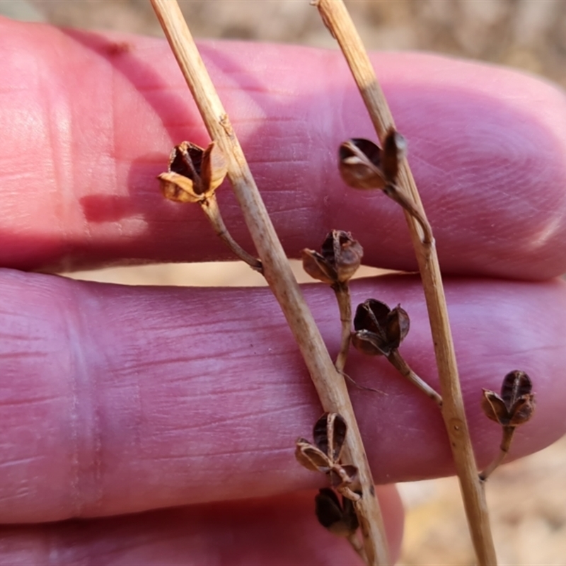 Bulbine alata