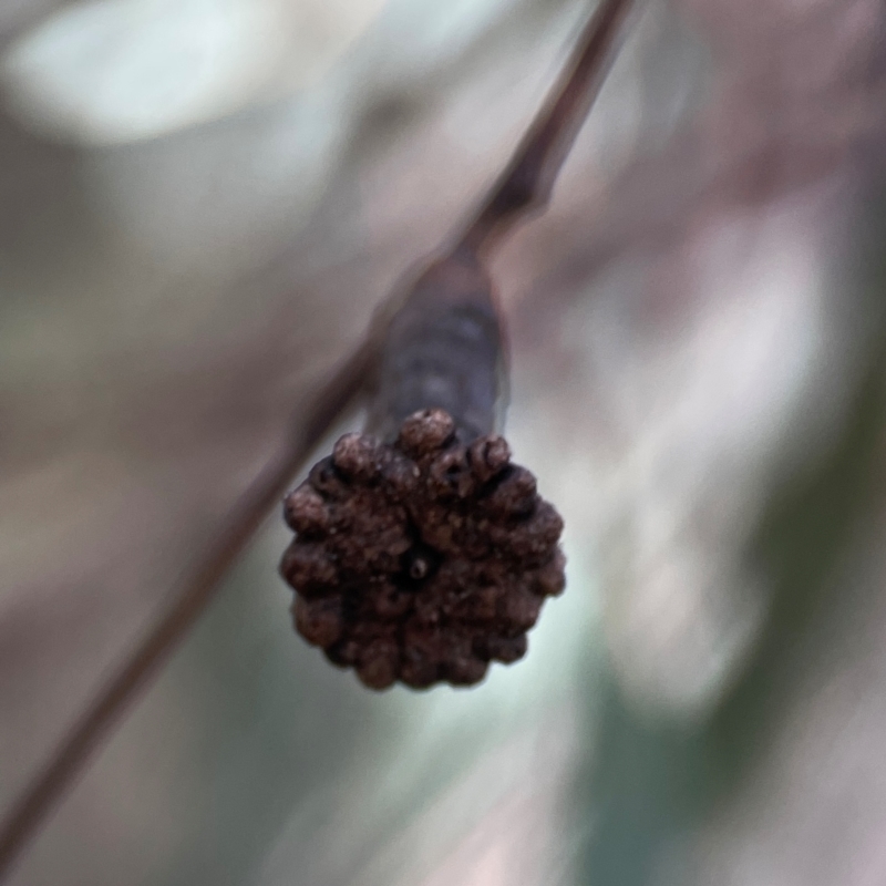 Apiomorpha calycina/urnalis* species complex