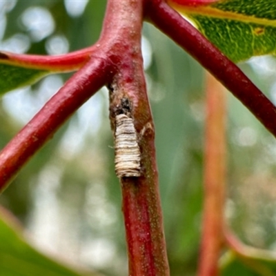 Machaerotinae sp. (family)