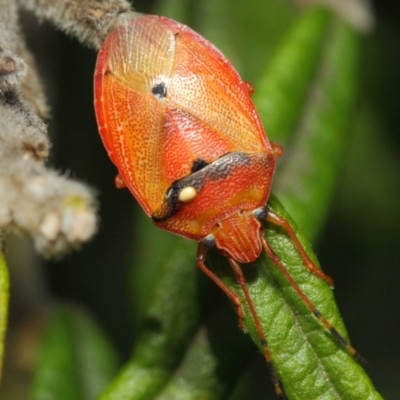 Acanthosomatidae (family)