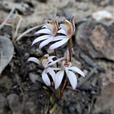 Caladenia fuscata