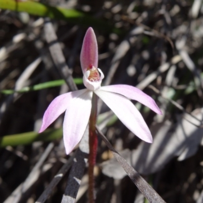 Caladenia fuscata