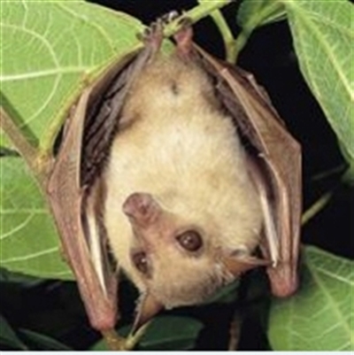 Photo from https://www.environment.nsw.gov.au