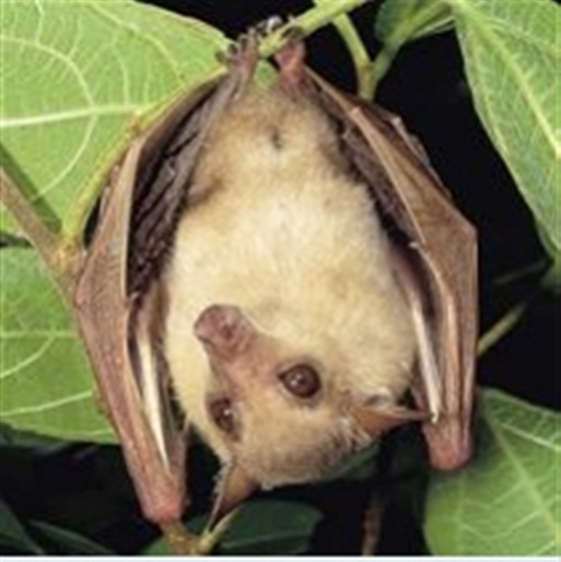 Photo from https://www.environment.nsw.gov.au