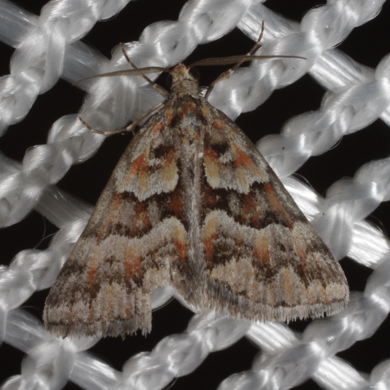 Dichromodes fulvida