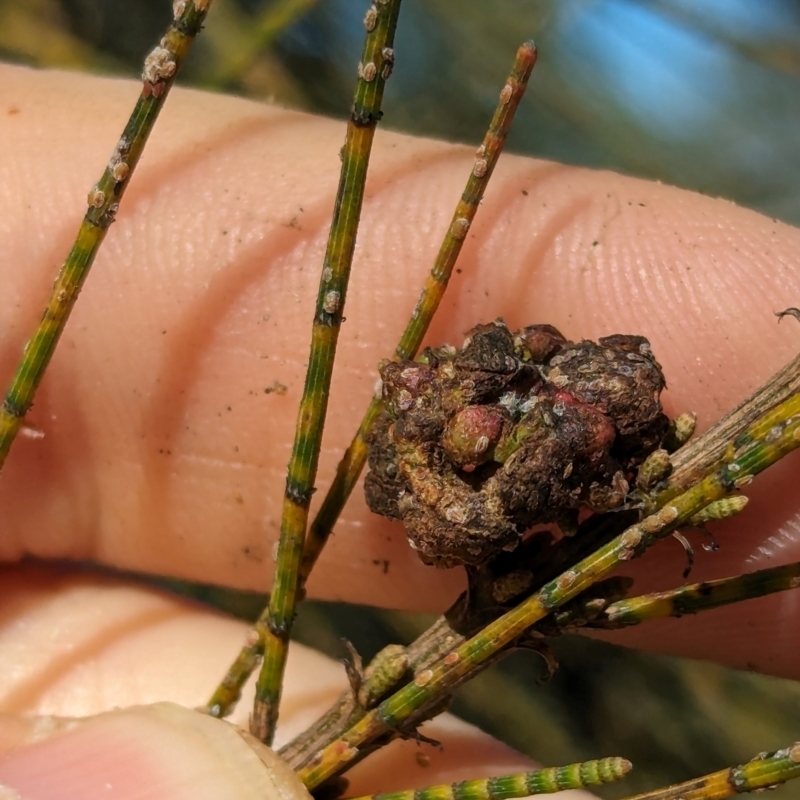 She-oak Insect Gall