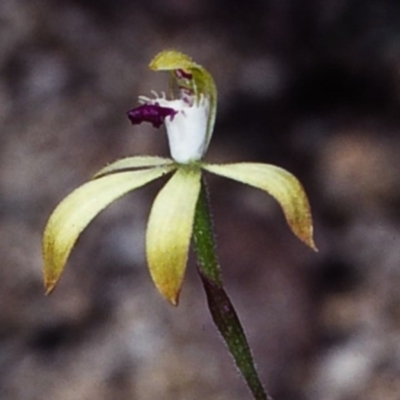 Caladenia hildae