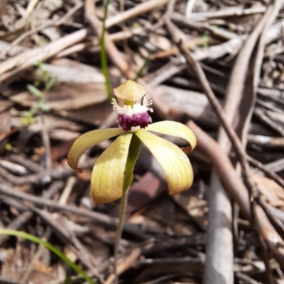 Caladenia hildae