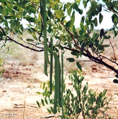 Cassia brewsteri