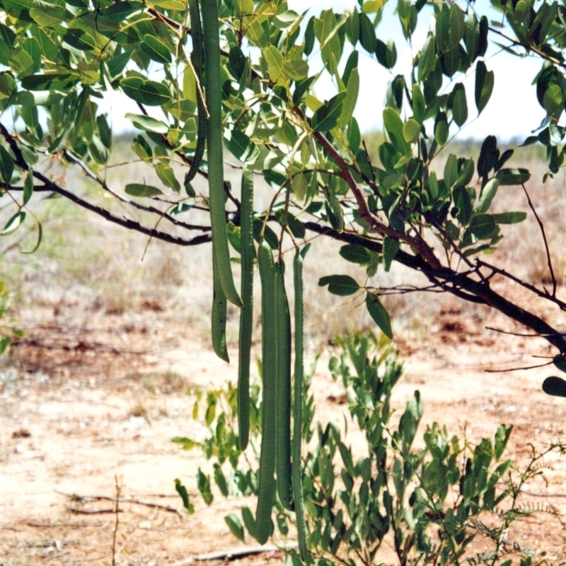 Cassia brewsteri