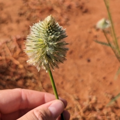 Ptilotus xerophilus