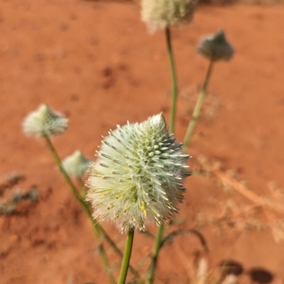 Ptilotus xerophilus