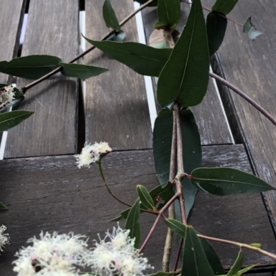 Angophora sp.