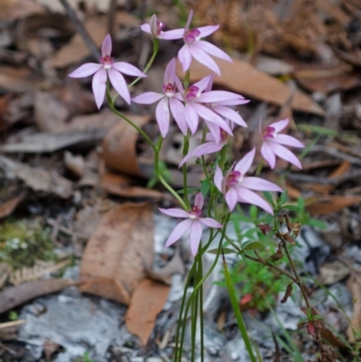 Caladenia hillmanii