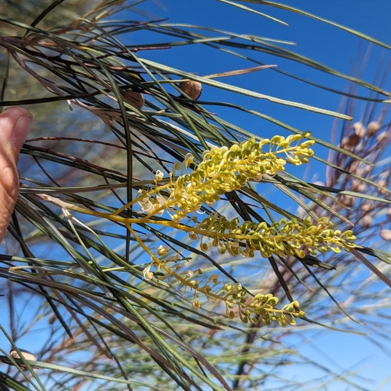 Grevillea stenobotrya