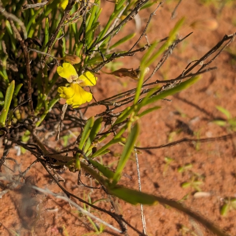 Goodenia virgata