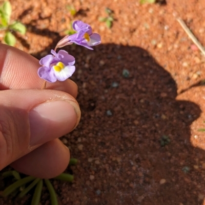 Uvedalia linearis var. linearis