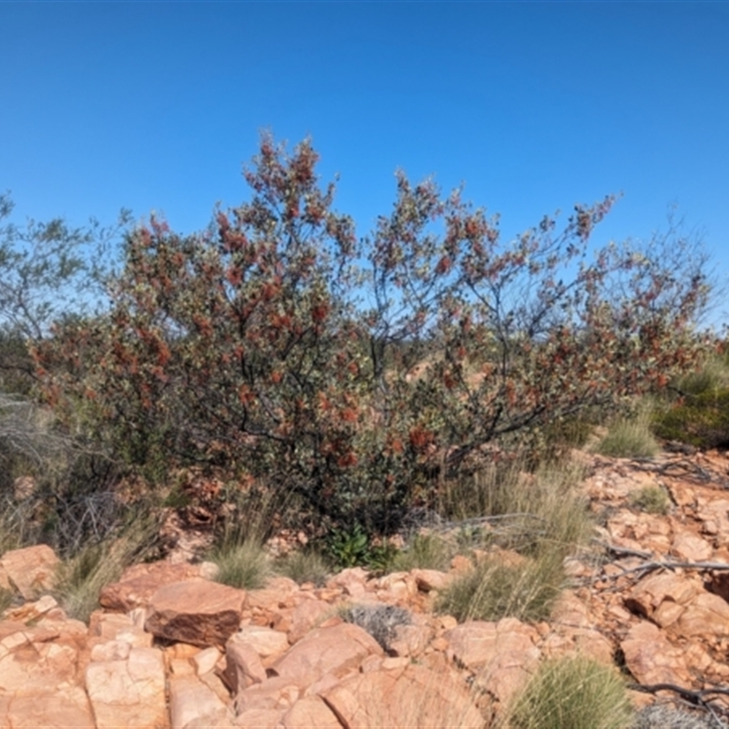 Grevillea wickhamii