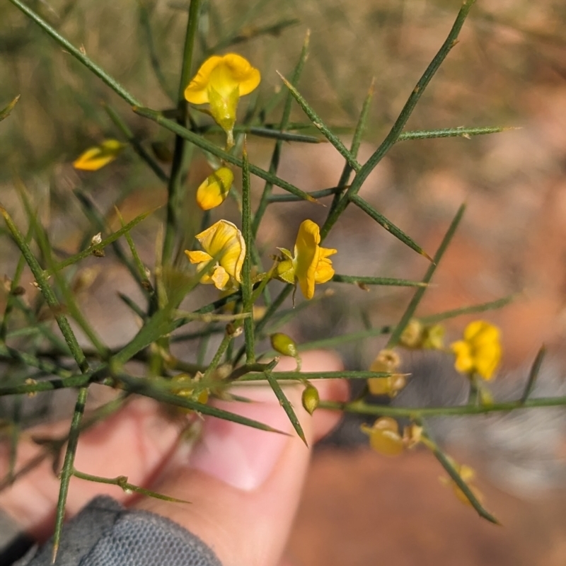 Mirbelia viminalis