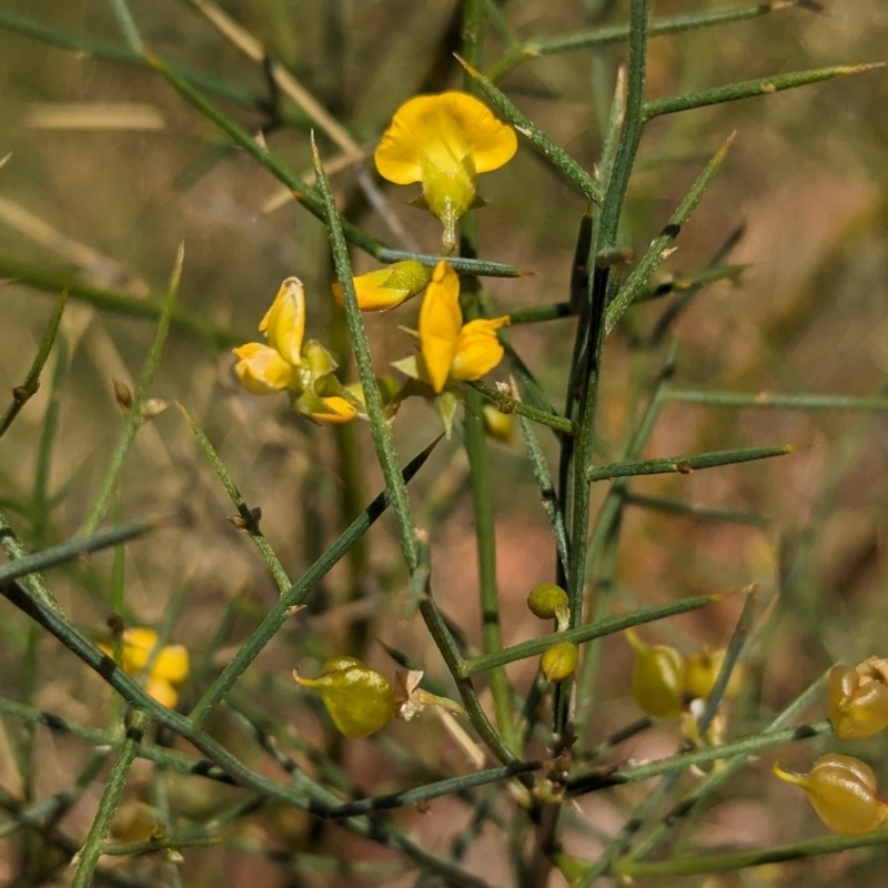 Mirbelia viminalis