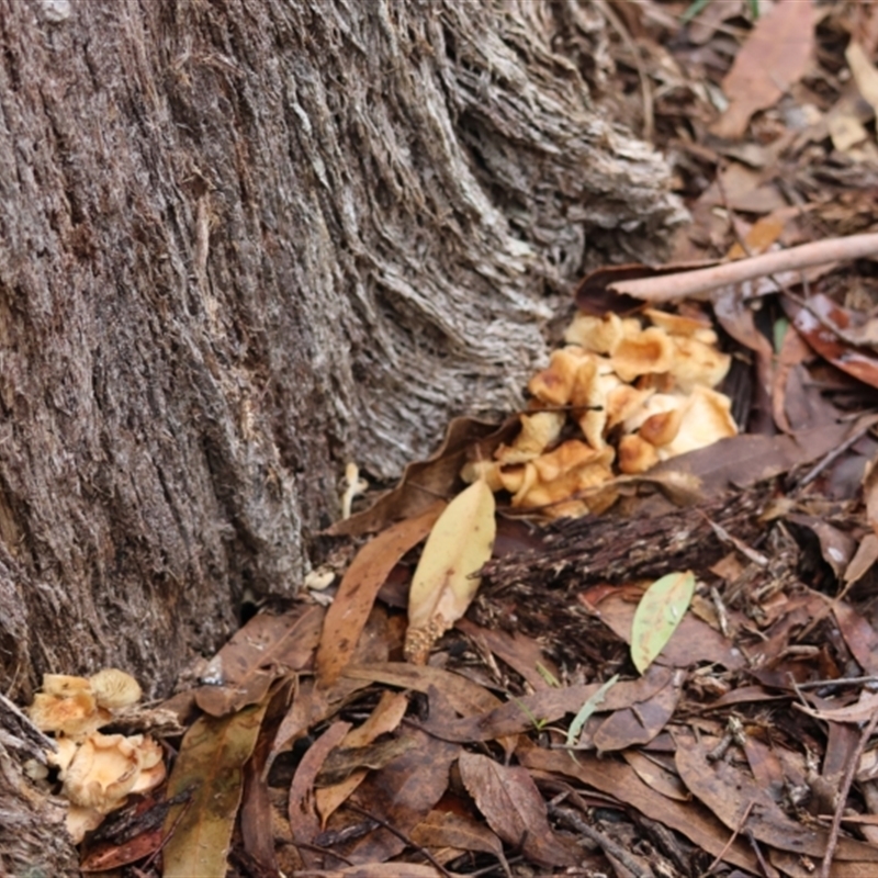 Rhodocollybia eucalyptorum